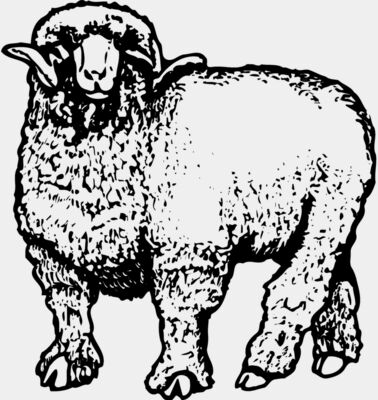 SHEEP001