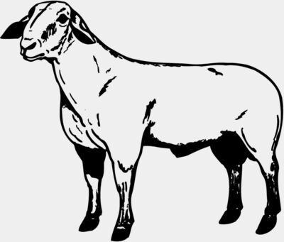 SHEEP008