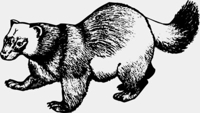 BADGER02
