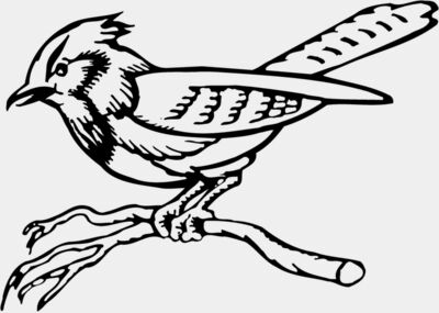 BIRD011