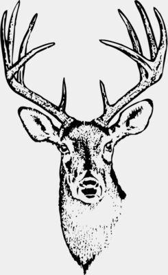DEER010
