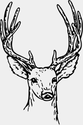 DEER011
