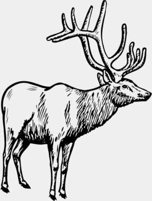 DEER028