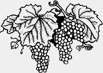 FRUIT005