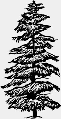 TREE0007