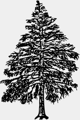 TREE0009
