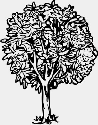 TREE0014
