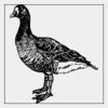 Full Color Transfer 7x7" Thumbnail