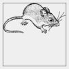 Full Color Transfer 7x7" Thumbnail