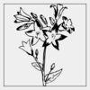 Full Color Transfer 7x7" Thumbnail