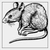 Full Color Transfer 8x8" Thumbnail